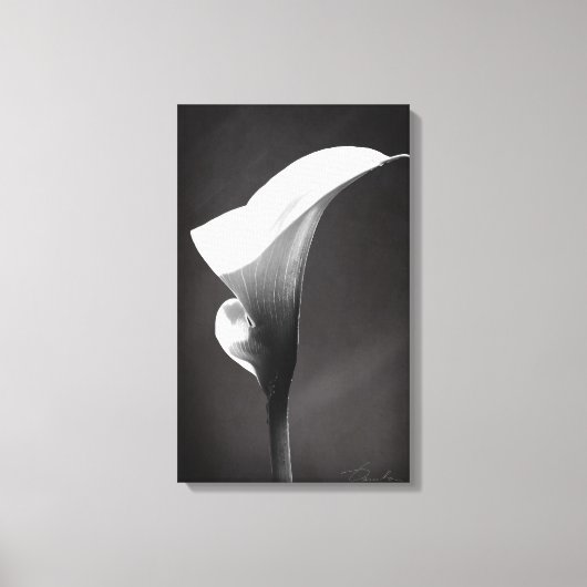 Calla lelie canvas print (Voorkant)