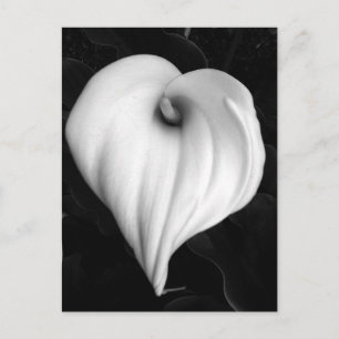 Calla Lelie in Zwart-wit Briefkaart