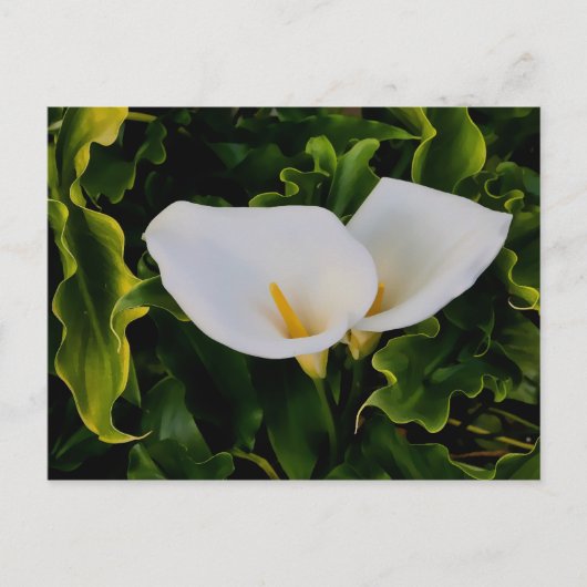 CALLA LILIES BRIEFKAART (Voorkant)