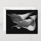 Calla Lilies Briefkaart (Voorkant / Achterkant)