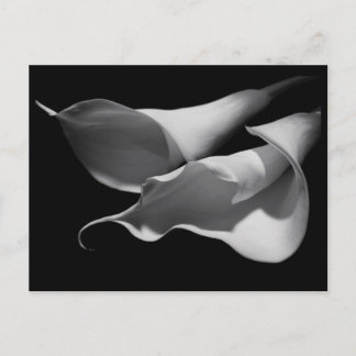 Calla Lilies Briefkaart