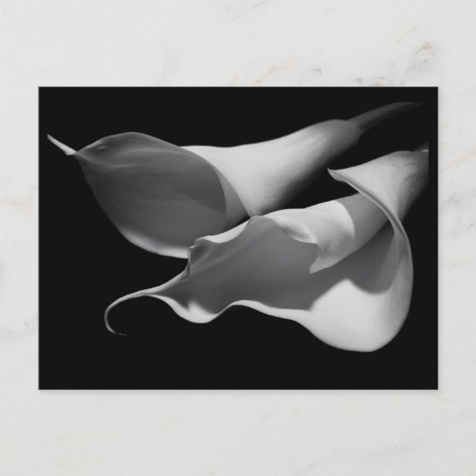 Calla Lilies Briefkaart (Voorkant)