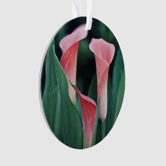 Calla Lilies Fleurs Roses (devant)