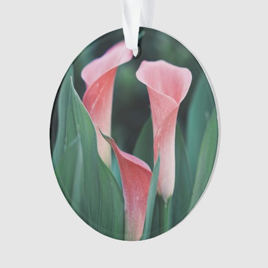 Calla Lilies Fleurs Roses (devant)