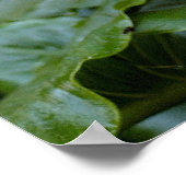 Calla Lilies Poster (Hoek)