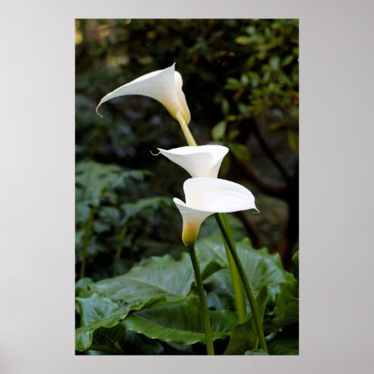 Calla Lilies Poster (Voorkant)