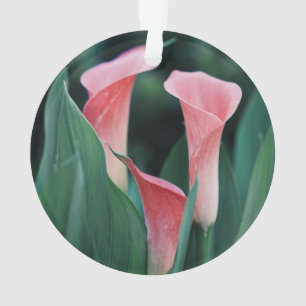 Calla Lilies roze bloemen Ornament