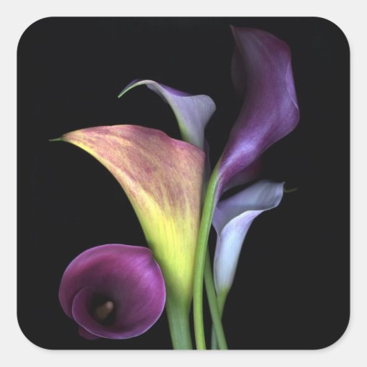 Calla Lilies Stickers (Voorkant)