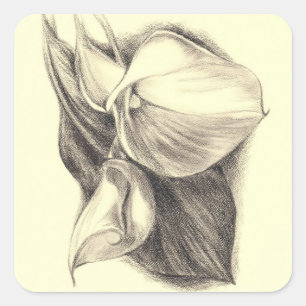 Calla Lilies Tekening Vierkante Sticker