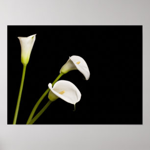 Calla lillies print