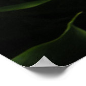 Calla Lilly Poster (Hoek)