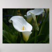 Calla Lilly Print (Voorkant)