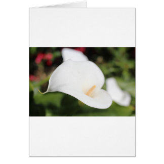Calla Lilly Romance