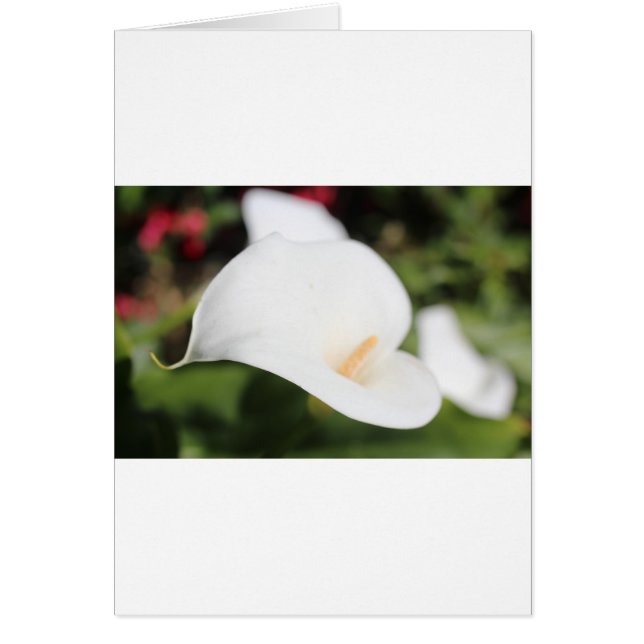 Calla Lilly Romance (Devant)