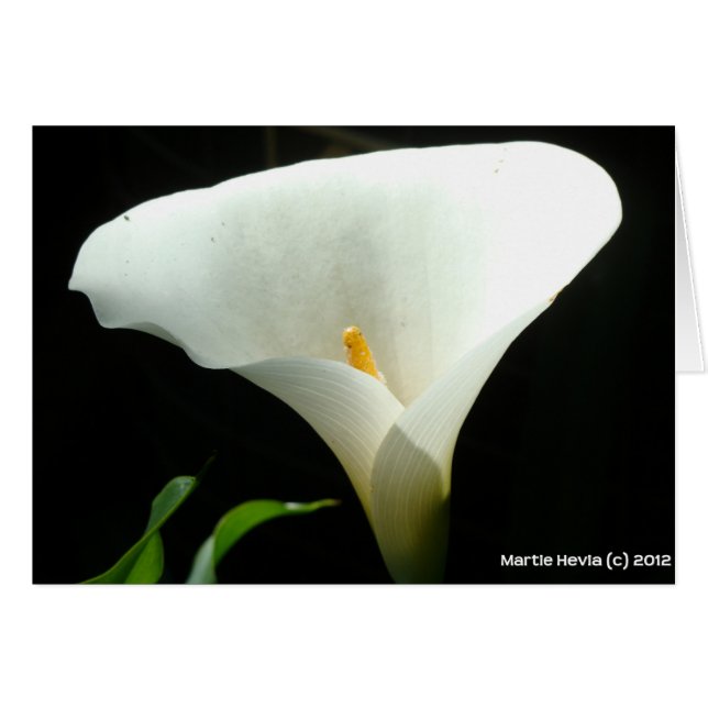 Calla Lily (Voorkant Horizontaal)