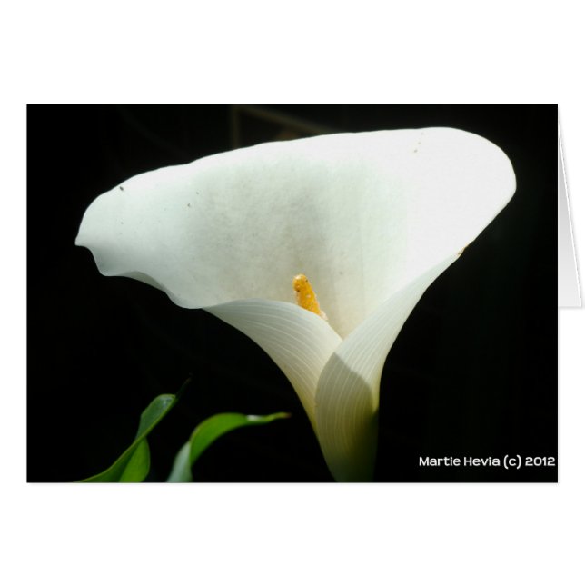 Calla Lily (Devant horizontal)