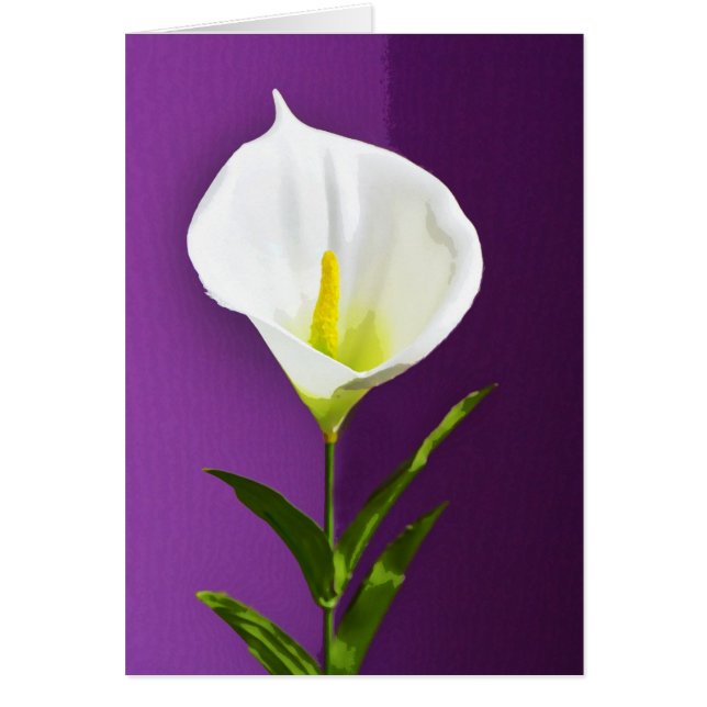 Calla Lily (Devant)