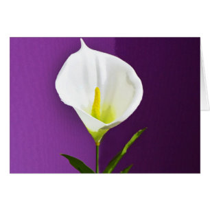 Calla Lily