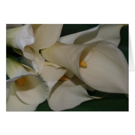 Calla Lily (Devant horizontal)