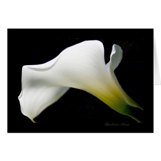 Calla Lily - avec grâce et style* : (Devant horizontal)