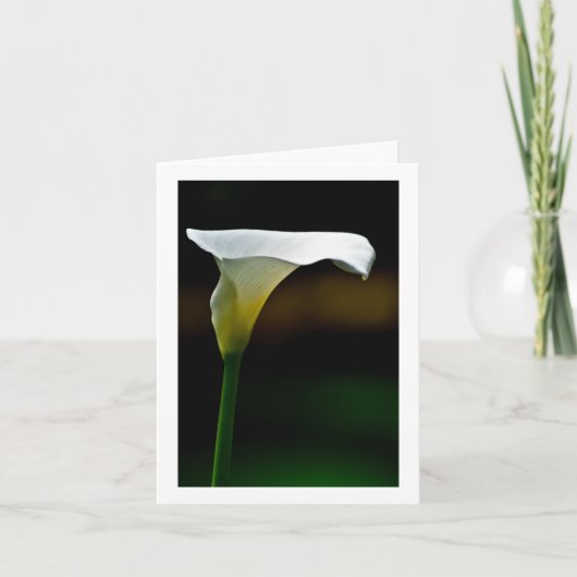 Calla Lily blanche stationnaire (Devant)