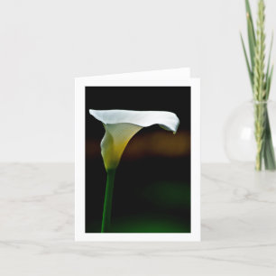 Calla Lily blanche stationnaire