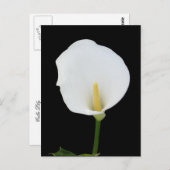 Calla Lily Briefkaart (Voorkant / Achterkant)