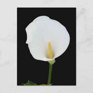 Calla Lily Briefkaart