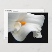 Calla Lily Briefkaart (Voorkant / Achterkant)