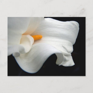 Calla Lily Briefkaart