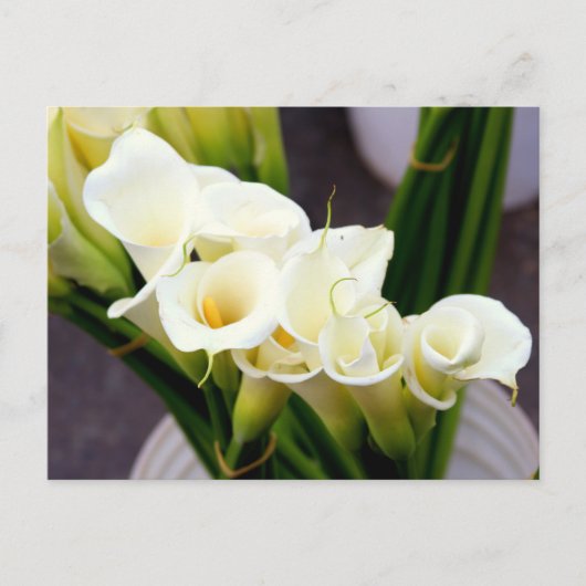 Calla Lily briefkaart (Voorkant)
