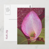 Calla Lily Briefkaart (Voorkant / Achterkant)