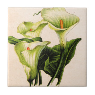 calla lily calla lilies tegeltje