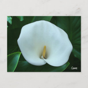 Calla Lily - Carte postale