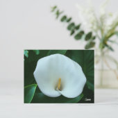 Calla Lily - Carte postale (Debout devant)