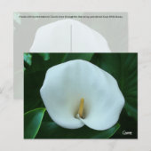Calla Lily - Carte postale (Devant / Derrière)