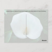 Calla Lily - Carte postale (Dos)