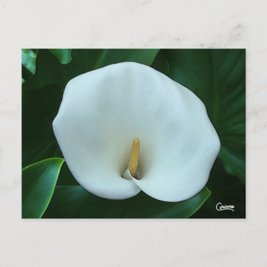 Calla Lily - Carte postale (Devant)