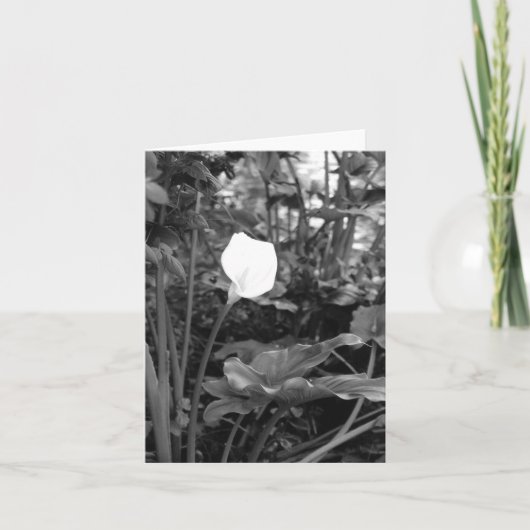 Calla Lily carte pour notes (Devant)