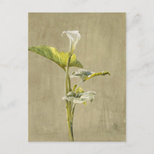 Calla Lily door Fidelia Bridges Briefkaart