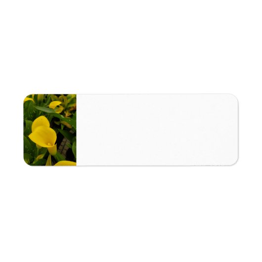 Calla lily etiket (Voorkant)