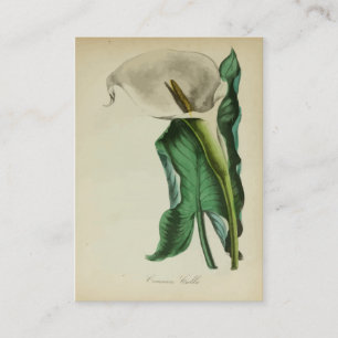 Calla Lily Flower Botanische Waterverf Visitekaartje