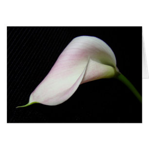 Calla Lily Flower Kaart