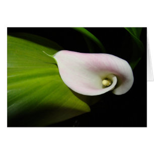 Calla Lily Flower Kaart