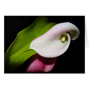 Calla Lily Flowers Card