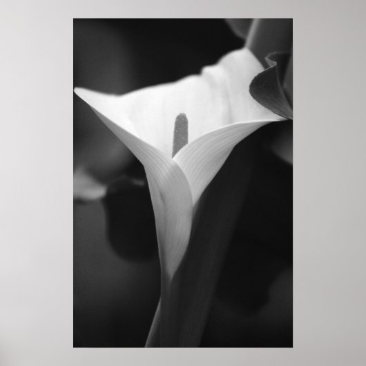 Calla Lily in zwart-wit Poster (Voorkant)