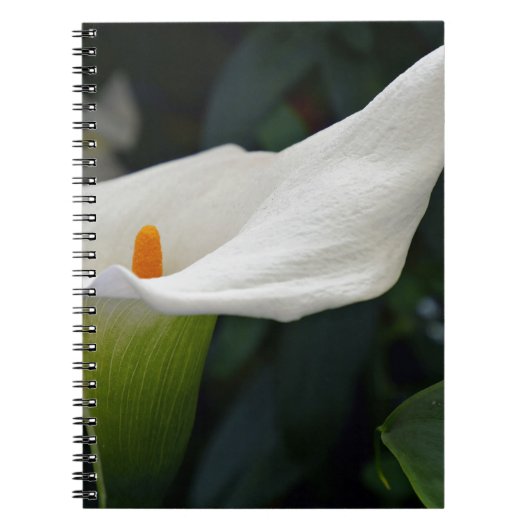 Calla Lily.JPG Notitieboek (Voorkant)