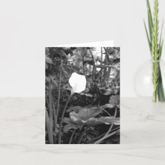 Calla Lily notecards Kaart