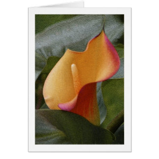 Calla Lily Oerwoud