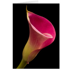 Calla Lily op Black